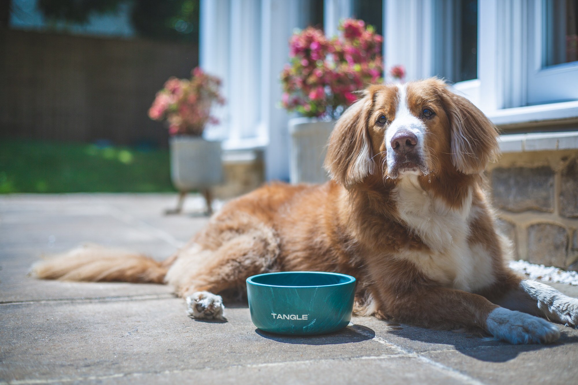 Dog Bowl