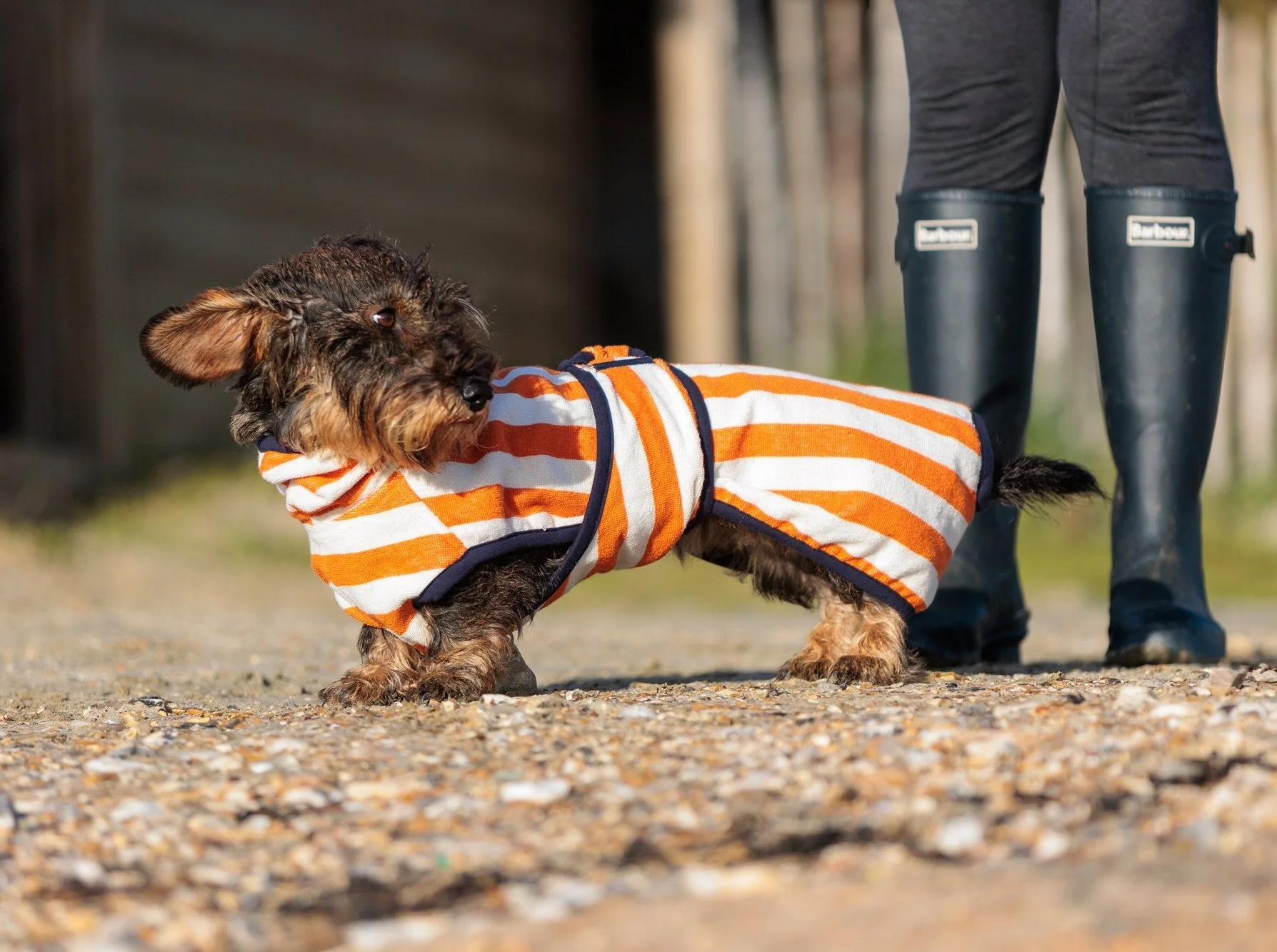Orange stripe Dachshund dog towelling dog drying robe.
