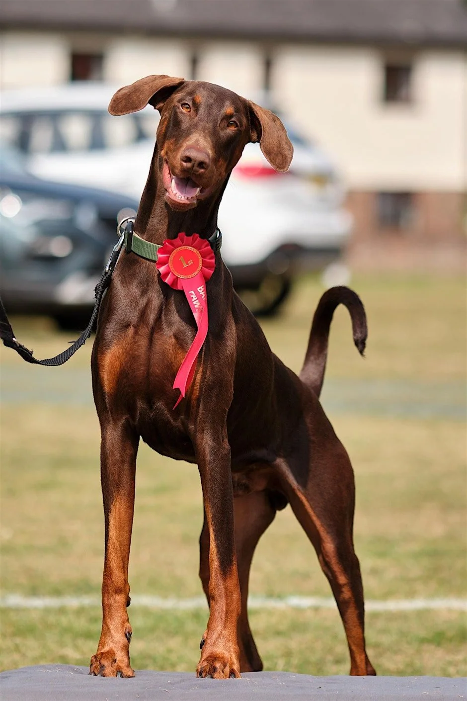 Bark in the Park - Ringwood