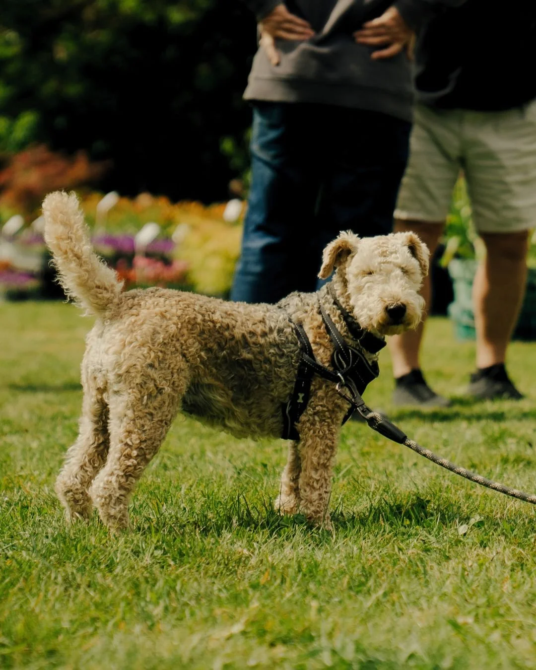 BIG BARK - Symondsbury Estate Dog Fete