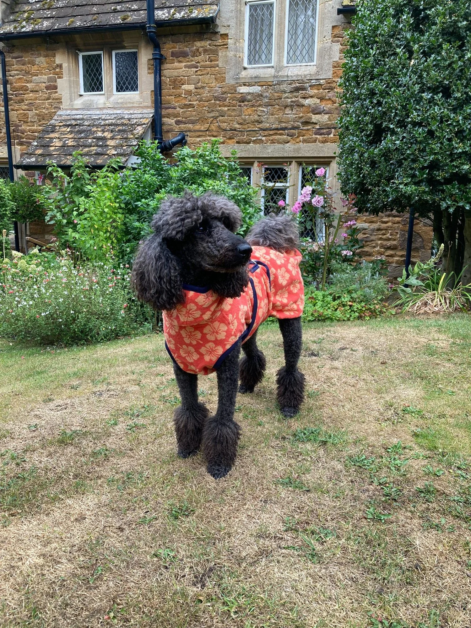 Peach Hibiscus flower dog drying robe.
