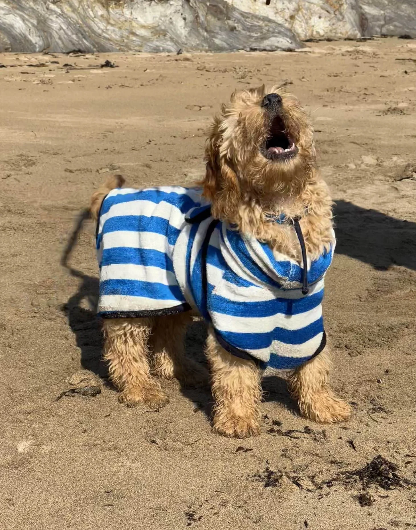 Sea Blue Dog Drying robe
