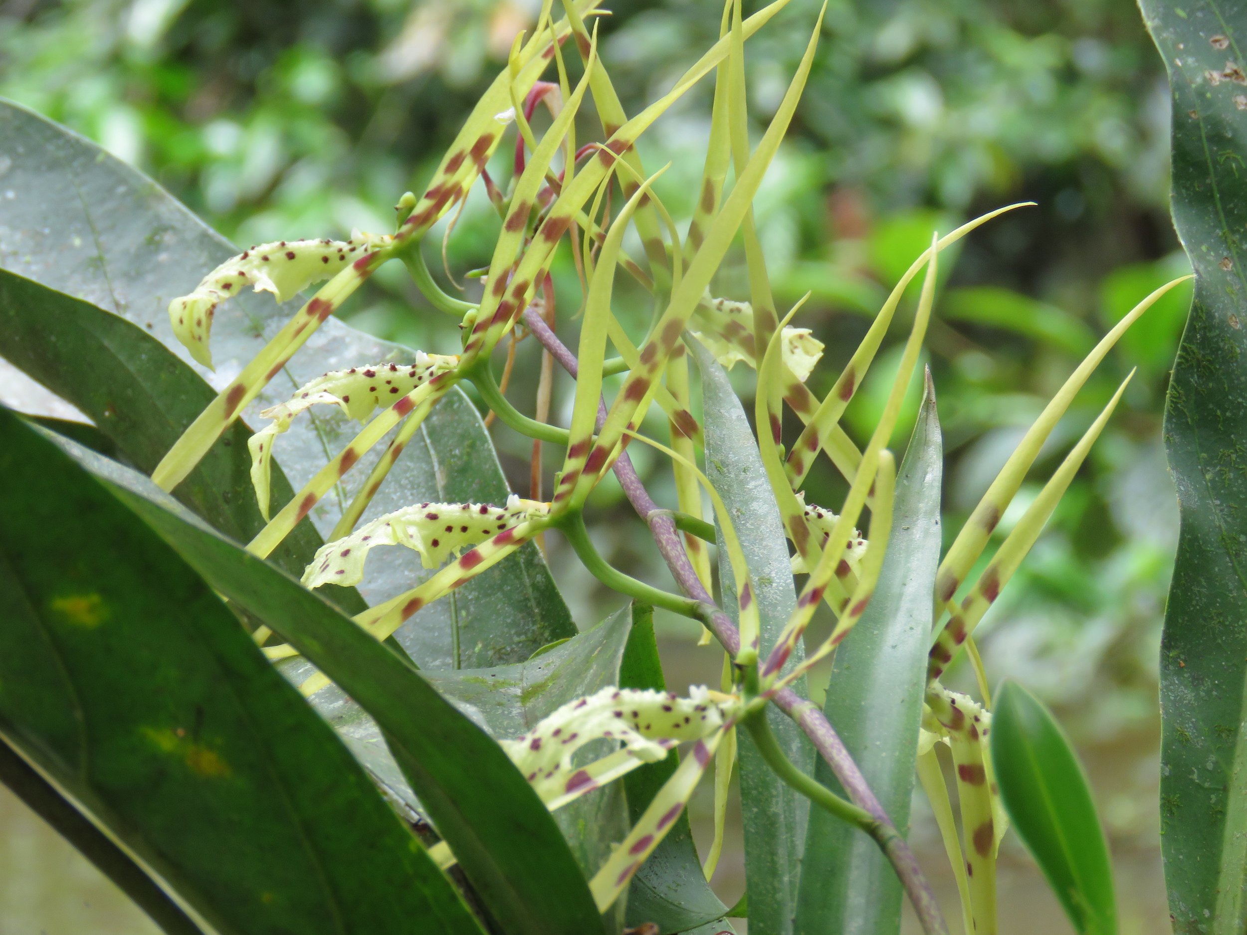 orchids LKM R side Jurua near Riconquista.JPG