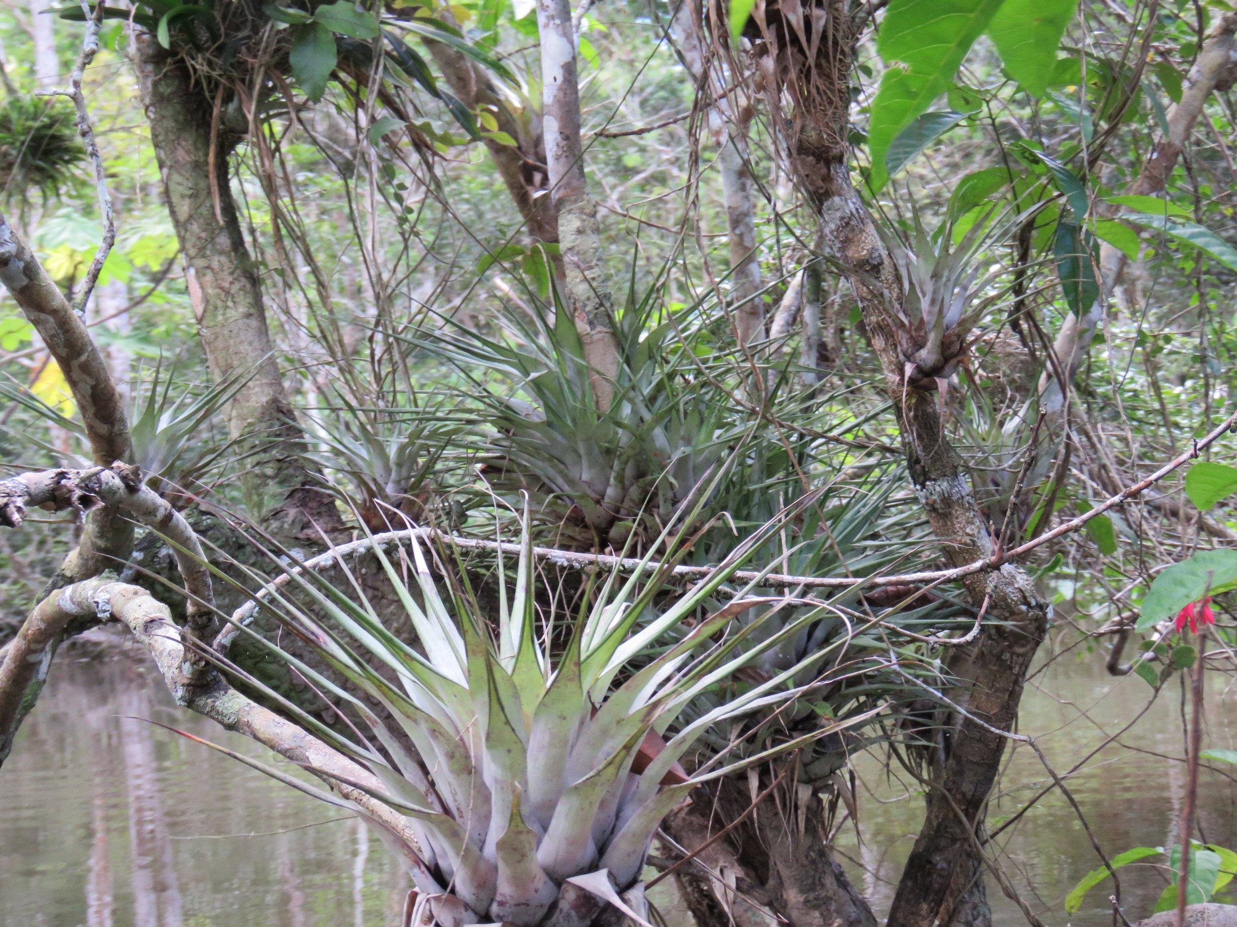 tilandsia varzea lkm R side Jurua near Riconquista.JPG