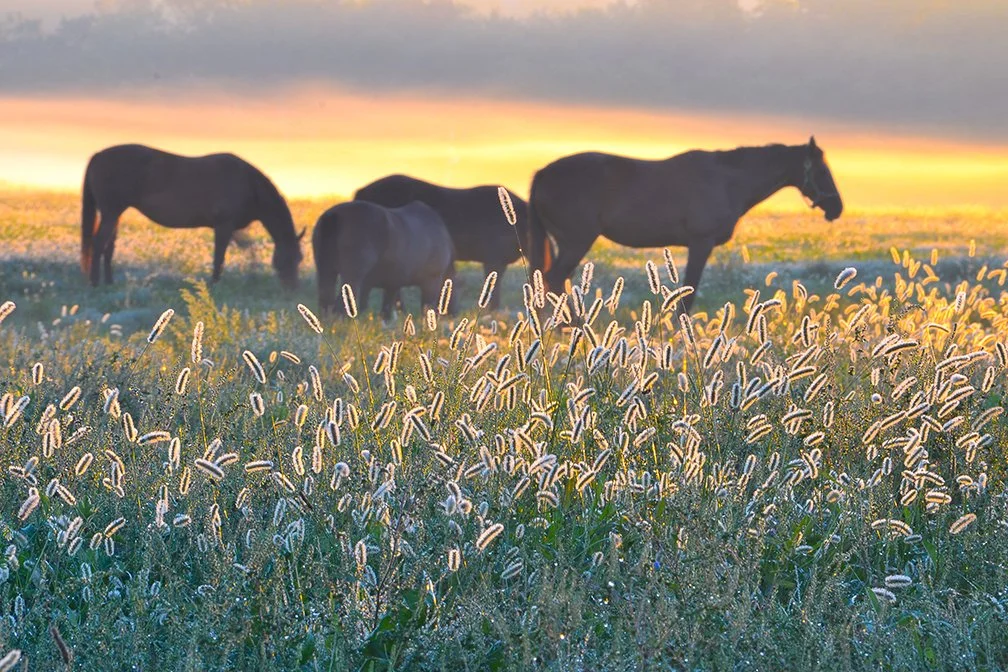Hunt Valley, Maryland September Sunrise