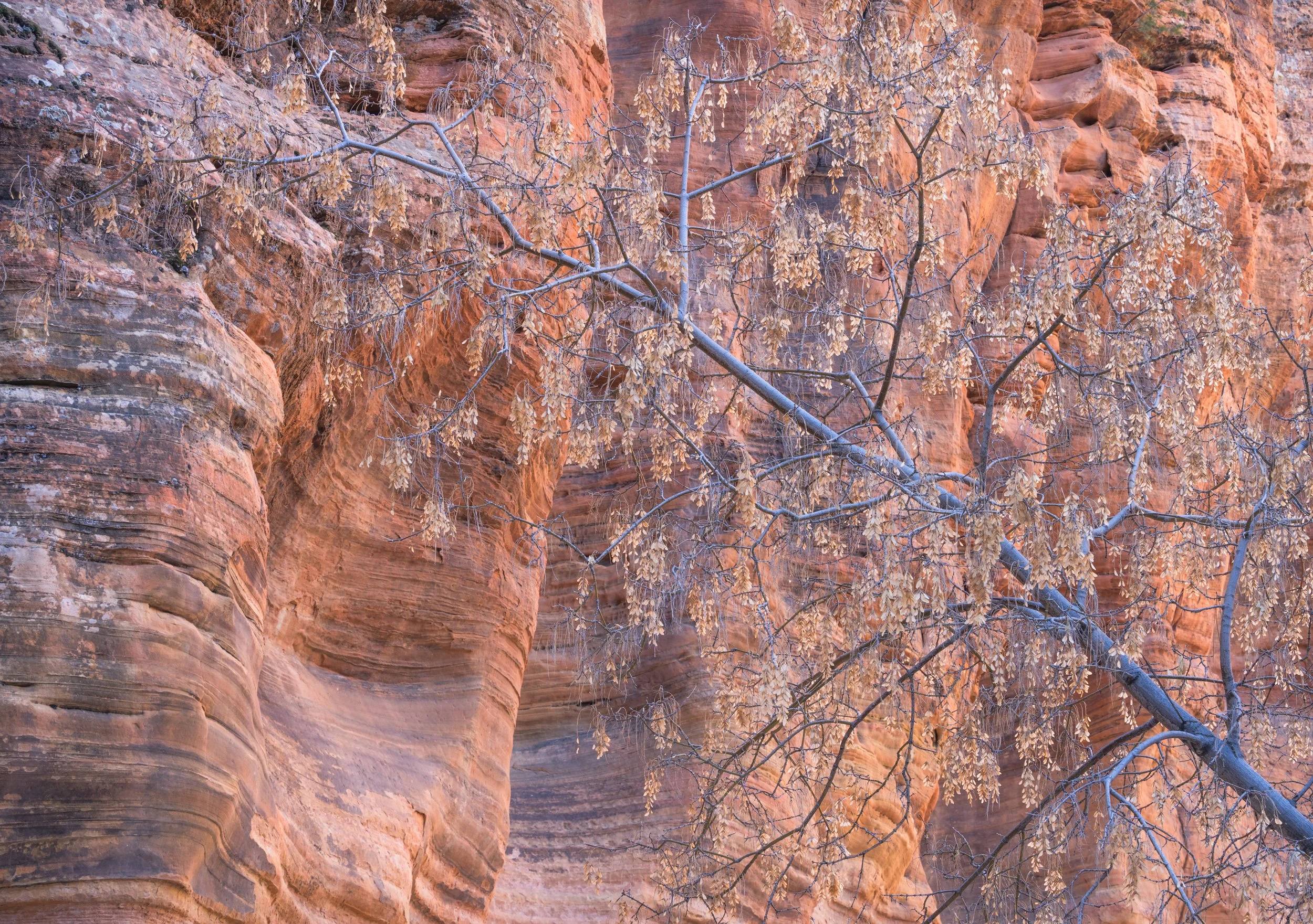 Canyon Diplopia 