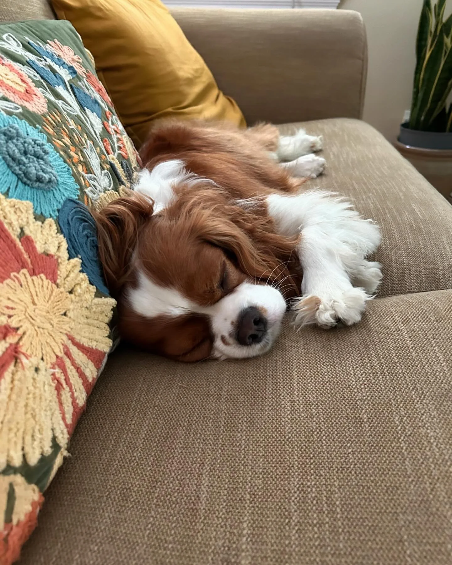 May your day be as peaceful as Bailey&rsquo;s😍💕#cavaliers #ilovemydog #emotionalsupportdog #bestdogever #peacewithin #peaceofmind #mindful #pilatesanddogs #sweethappiness #dogsofinstagram #zen #getadog