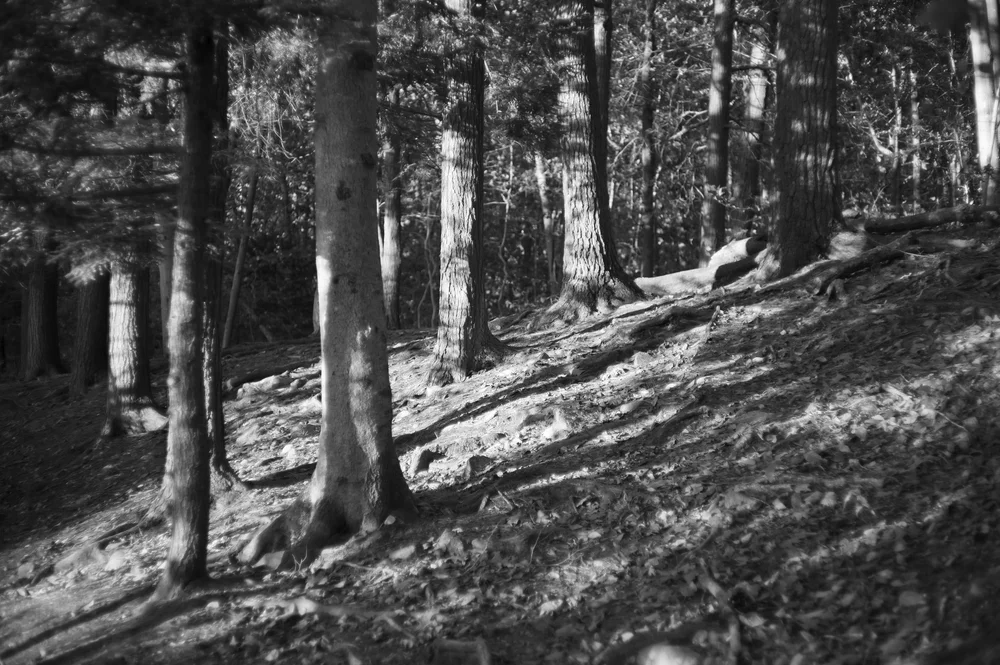 L1004543.jpg