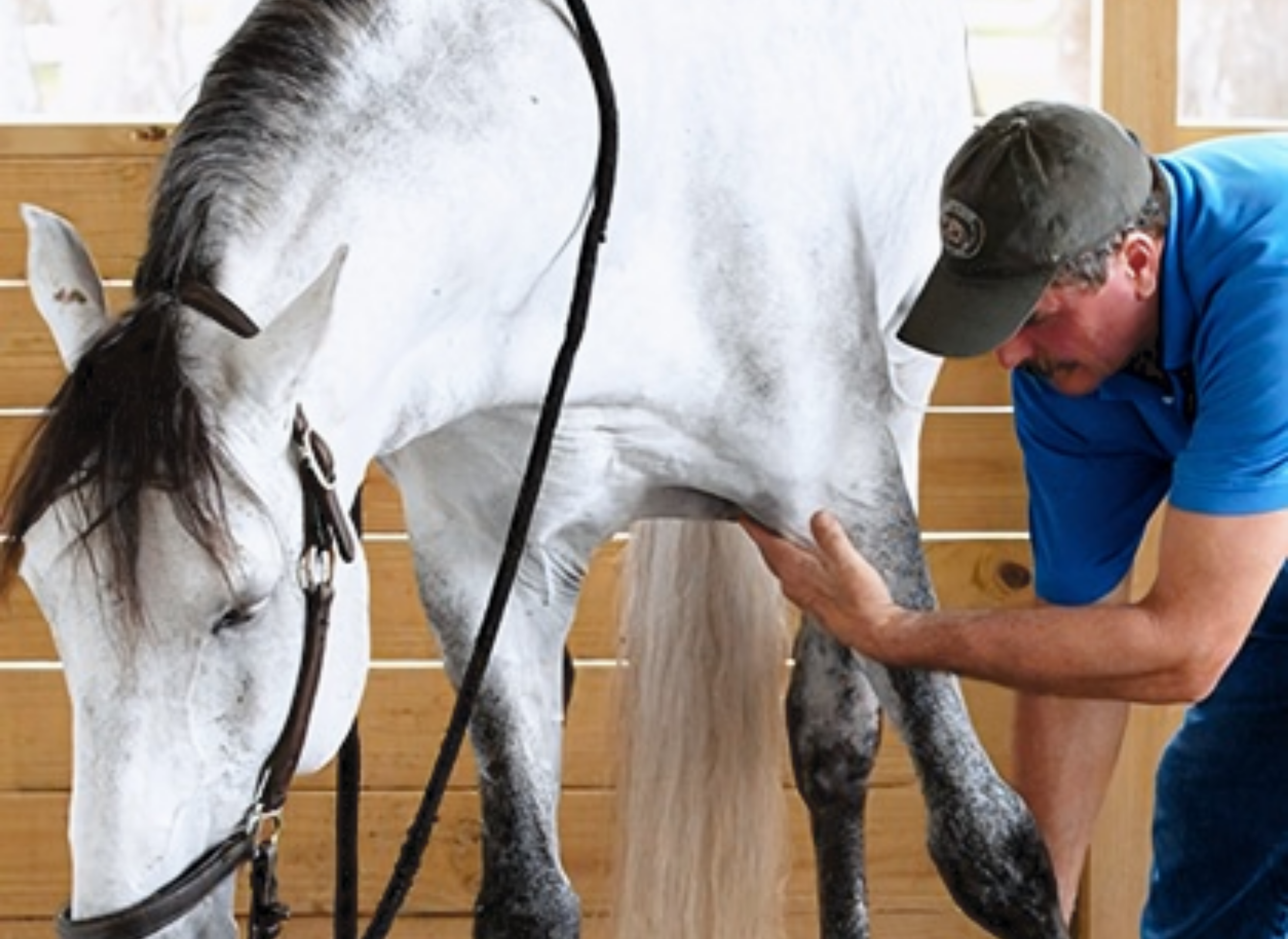 A man in a blue shirt and cap grooming a white and gray horse inside a wooden stable.
