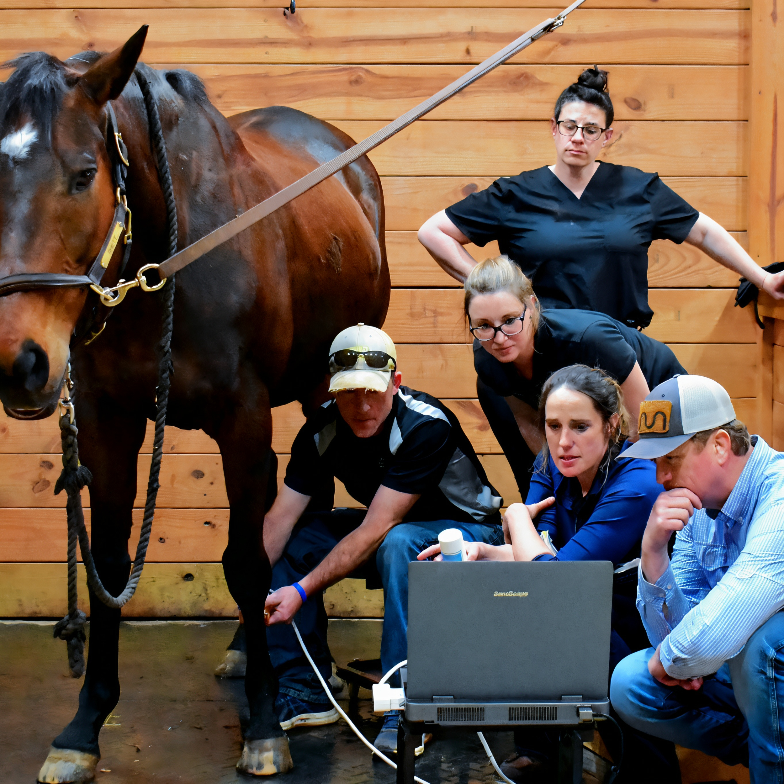 A brown horse with a black mane stands in a stable with a wooden wall. Several people are sitting or kneeling on the ground next to the horse, working on laptops and holding papers. The scene appears to be some sort of workshop or training session involving the horse.