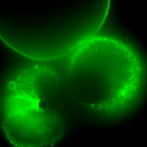 Synchronized mitotic furrow closure between two neighboring cells in a sea star embryo (2-to-4 cell stage; membrane in green). What underpins their dynamic mechanical coordination?