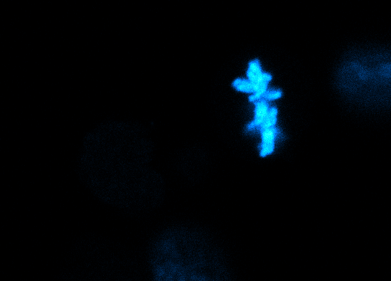 Physical progression of chromosome (cyan) segregation and de-condensation in mitotic mESCs. How much force does it take?