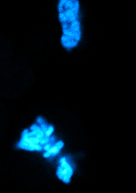 Physical progression of chromosome (cyan) segregation and de-condensation in mitotic mESCs. Do forces contribute to spindle anchoring and determine its final orientation?