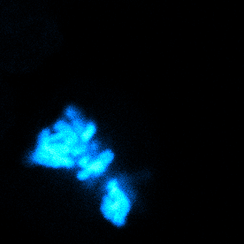 Physical progression of chromosome (cyan) segregation and de-condensation in mitotic mESCs (zoom-in view). Do forces contribute to spindle anchoring and determine its final orientation?