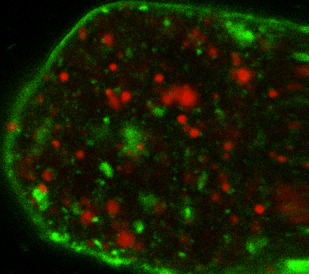 Mitosis reversed/interrupted in a compromised mitotic sea star embryo by toxic DNA stain (red; 4-to-8 cell stage; membrane in green). What is the cortical tension profile when the cell collapses back?