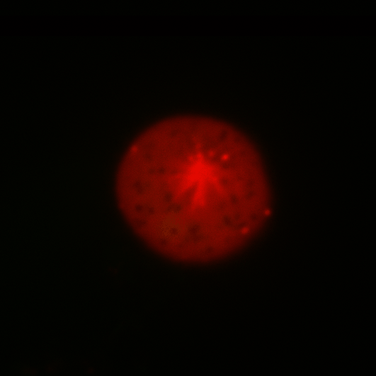 Resolve spindle (red) dynamics in mitotic mESC (head-on view; DNA in green). What is the mechanical crosstalk through spindle, cortex, and cell membrane?