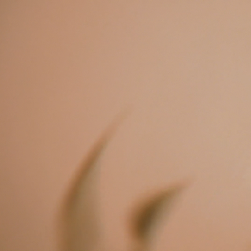 Générique Rear window, ombre plante titre - capucine bertin