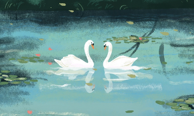 animation - Cignes musique classique