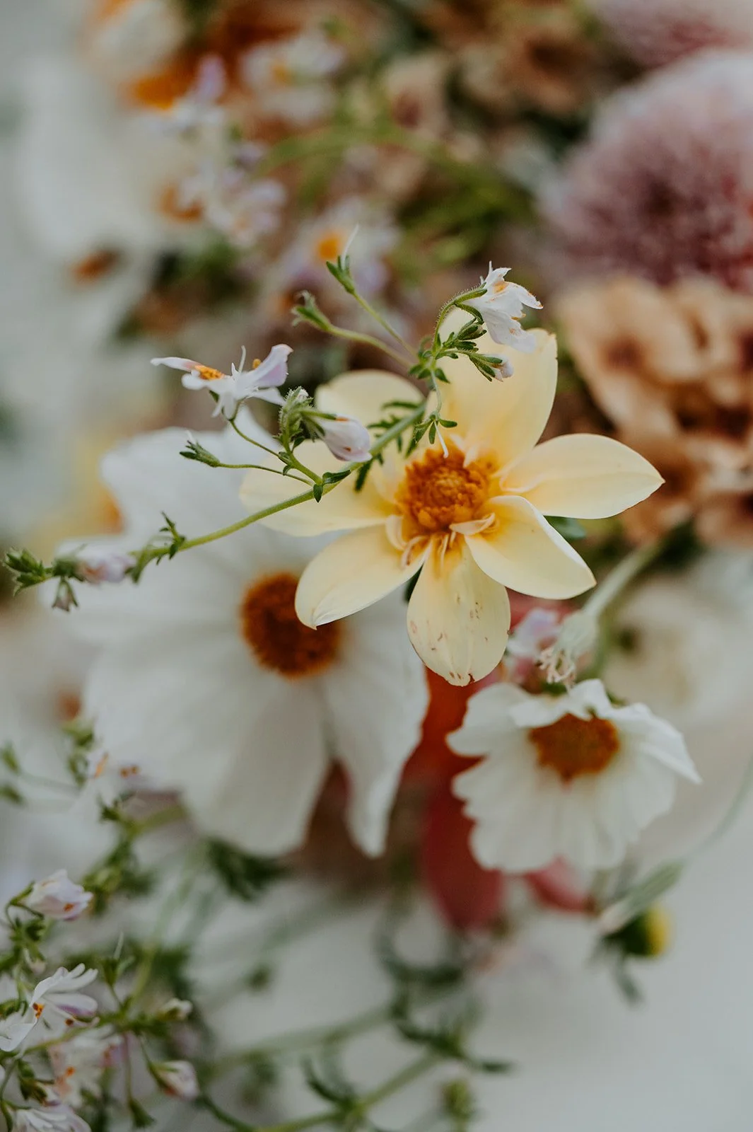 Desertbornstudios- Santa Cruz- Wedding_-53_websize.jpg