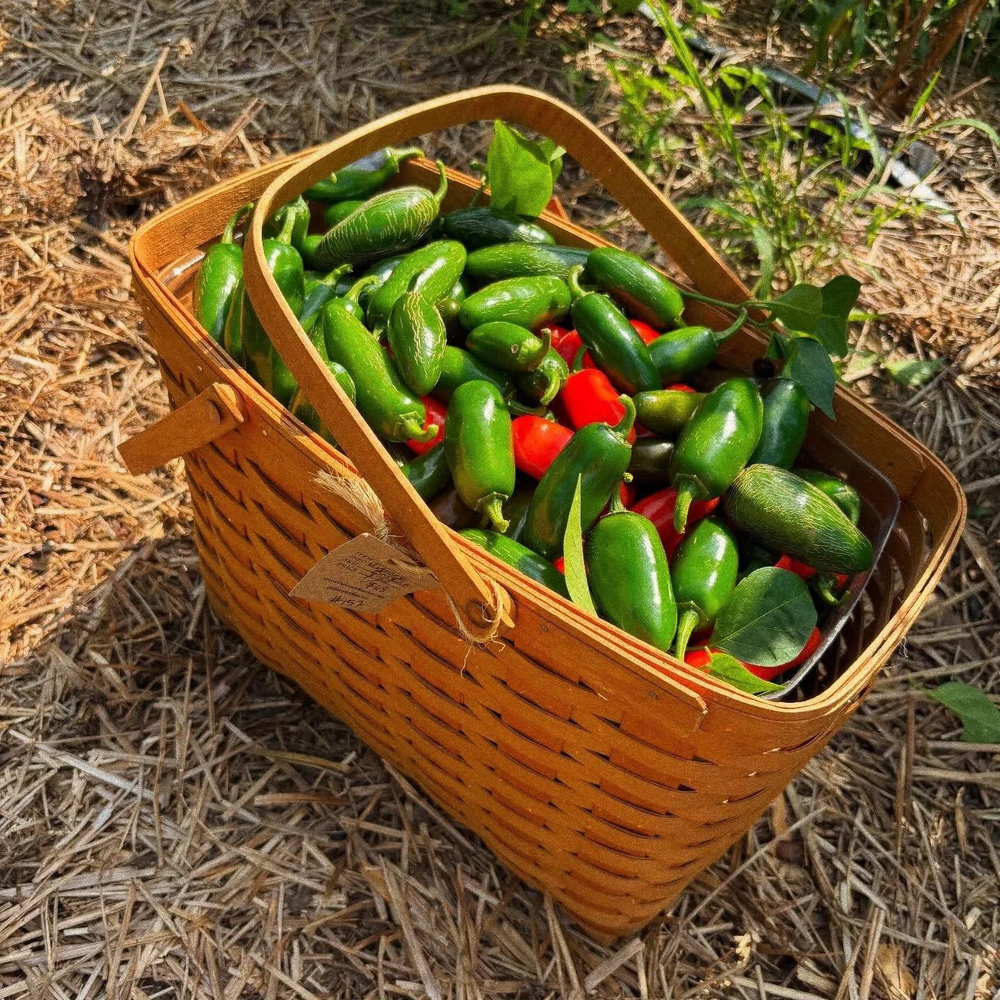 The peppers are loving this summer heat!!! Me?? Not so much…
#peppers #harvest #garden #farm #homestead #homesteadersofinstagram