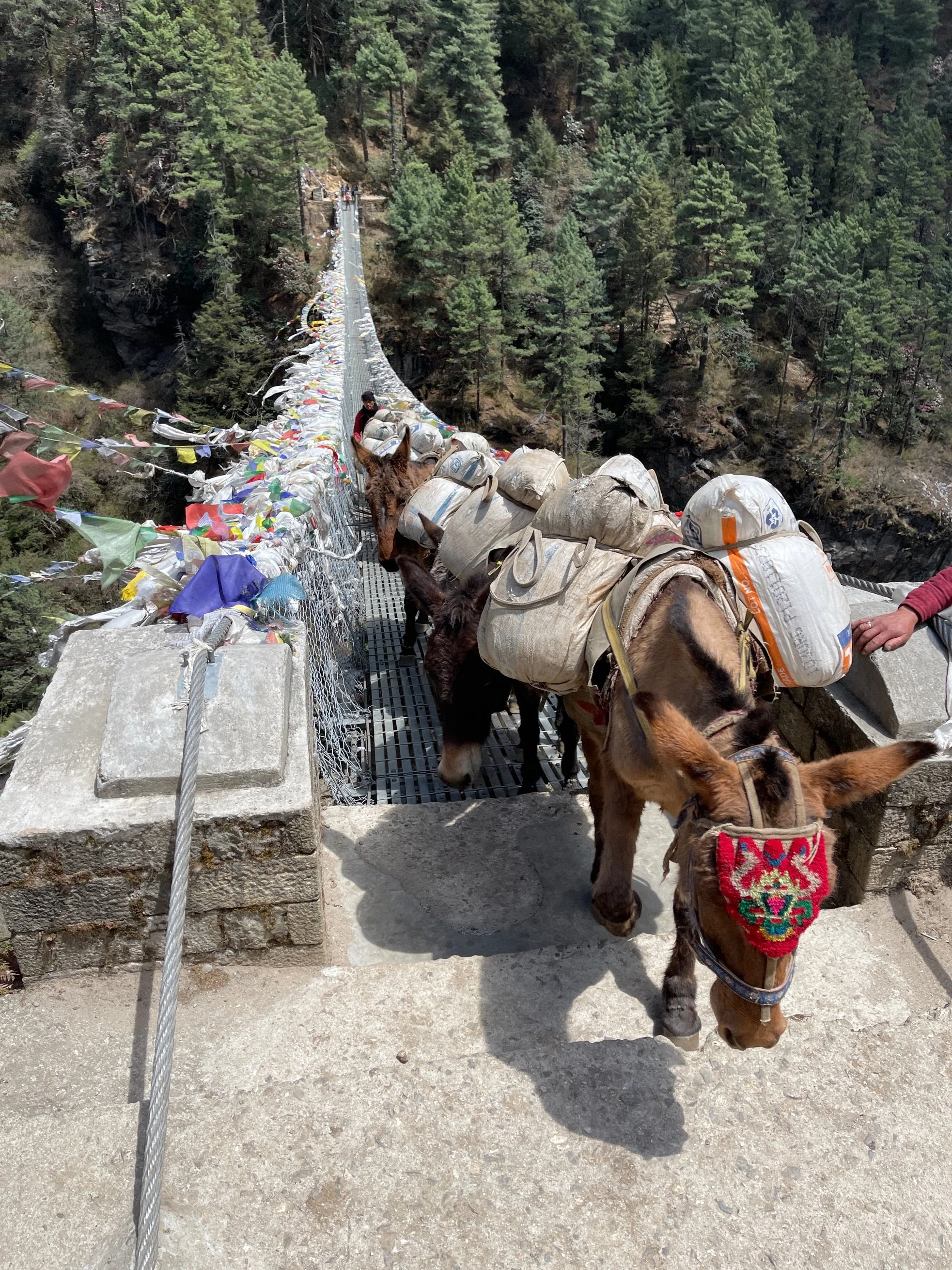 Aera - trek nepalese porter with mules animals