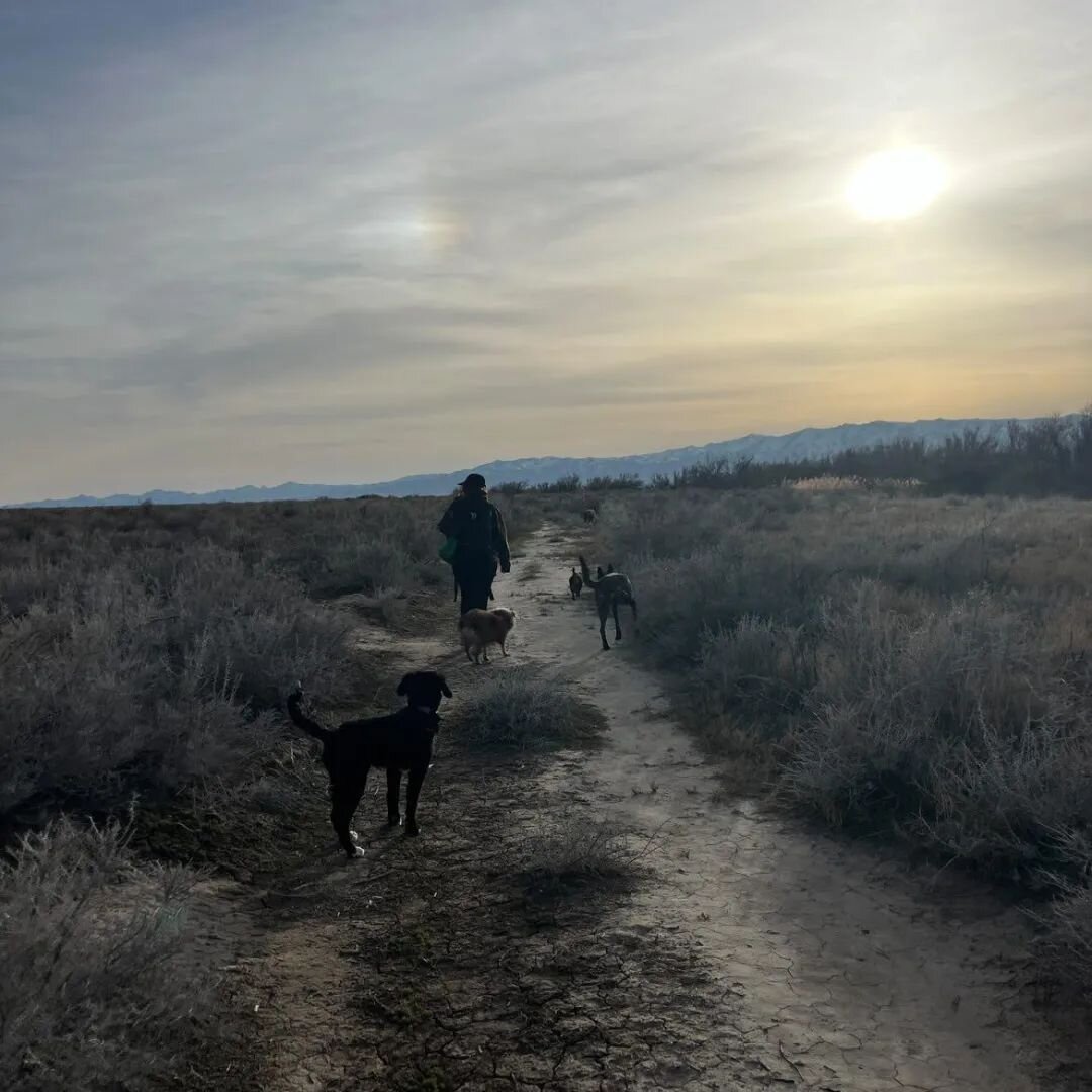 Playing in the desert with Happy, Biscotti, Rip, Gravy &amp; Mars 🏜️

 #wemissmeggie #dogsofinstagram #dogtrainer #thepositivepackut