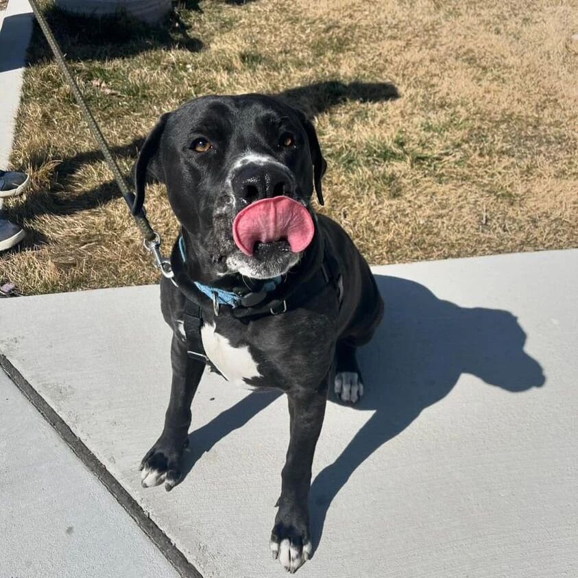 Sunday Funday! Get outside today! 🌲 ☀️ ☁️ 🏔️ 🐶