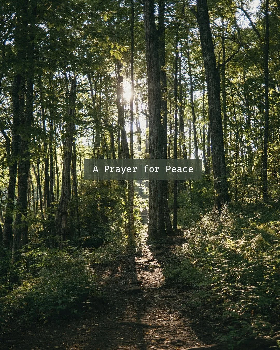 I went on a backpacking trip on the Appalachian Trail last week - a thing I like to do a couple times a year, for a few days. I love the extended time immersed in nothing but nature, walking, carrying what I need to on my back.

This time I was most 