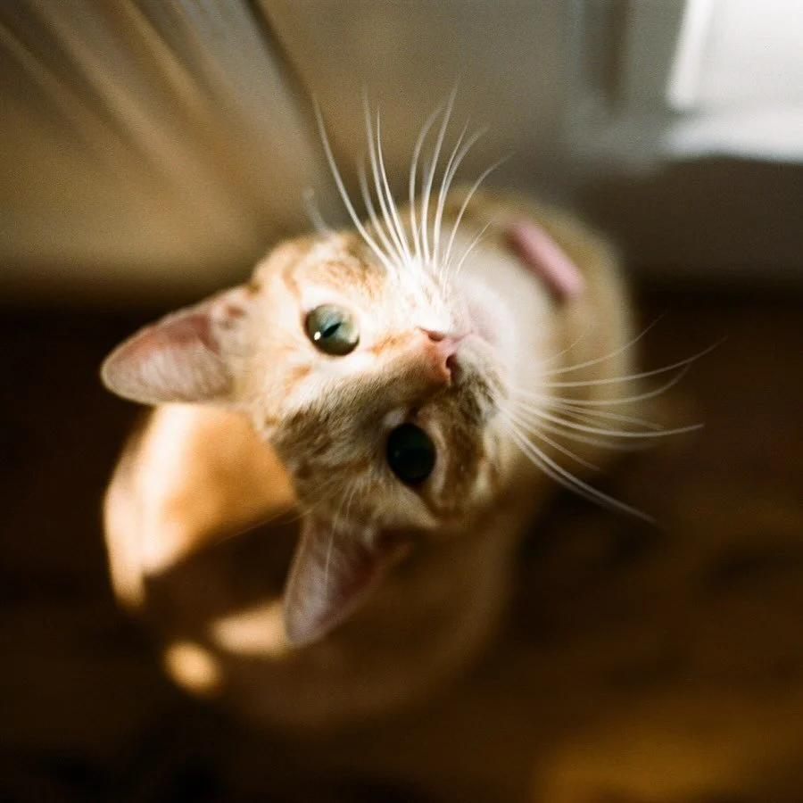 Marigold, on film 🧡

#filmphotographer #cats_of_instagram