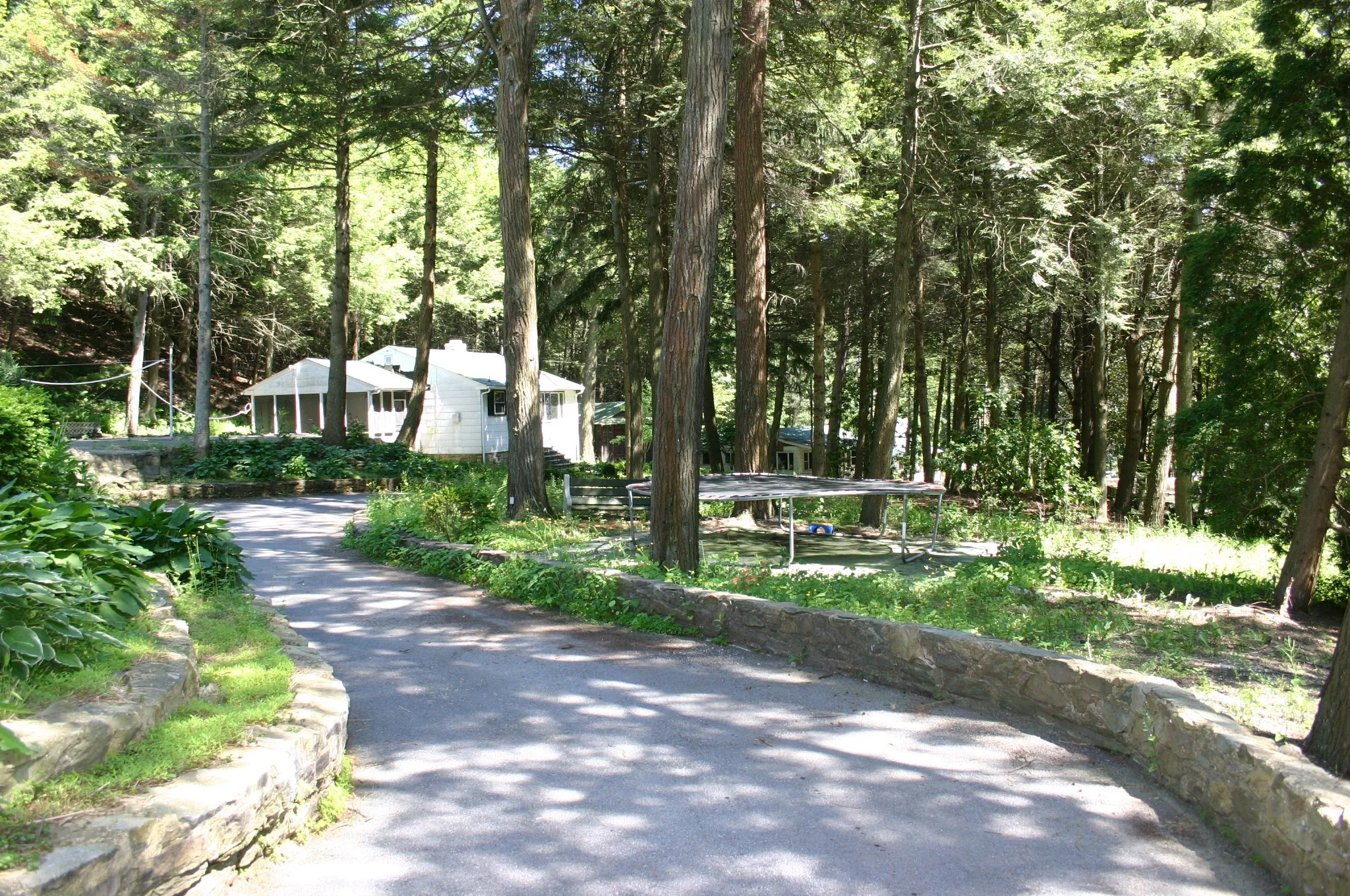 A curved paved driveway leading to houses among tall trees and lush greenery in a wooded area.
