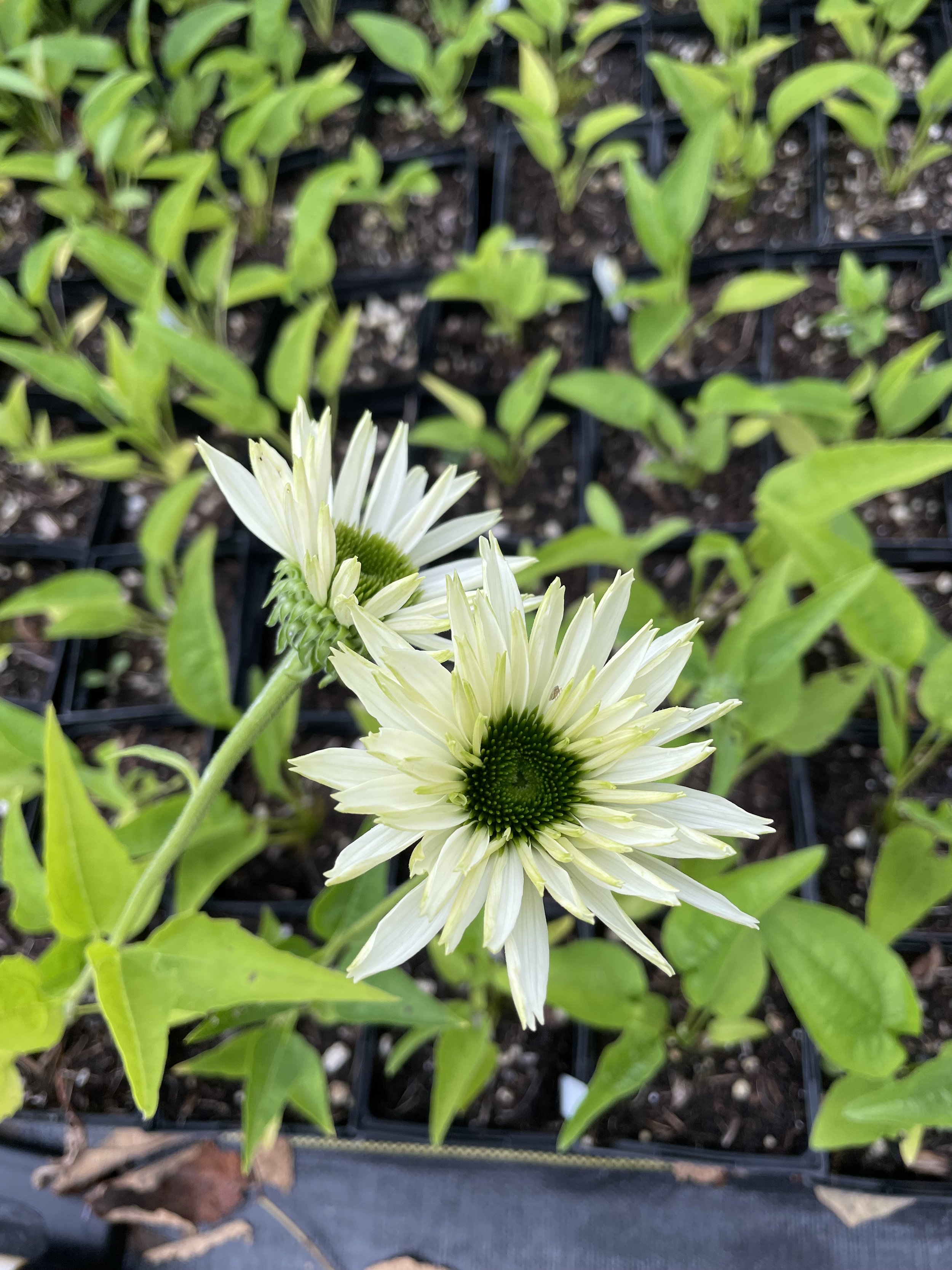 echinacea_virgin.jpg