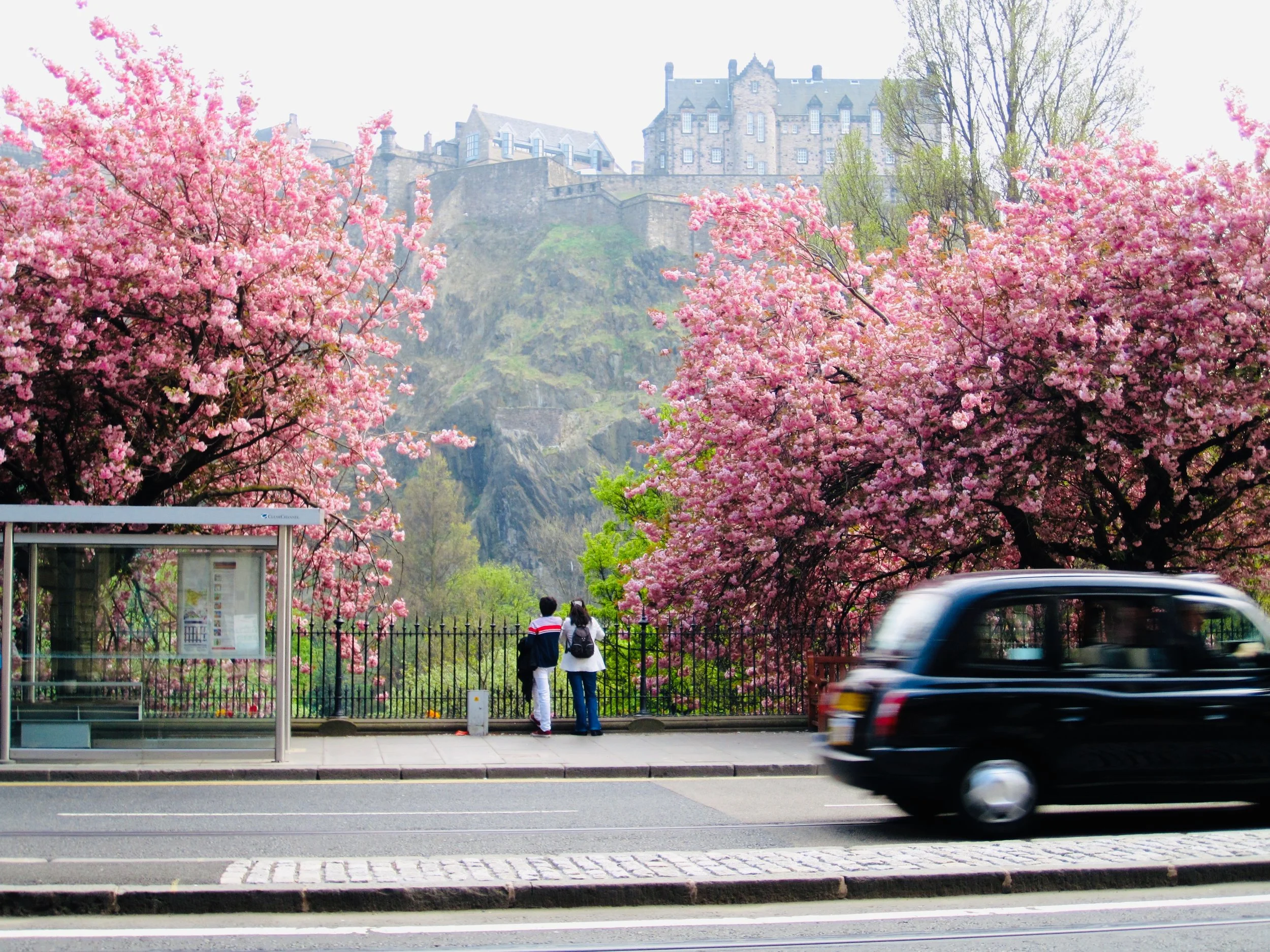 May Letter and Cherry Blossoms