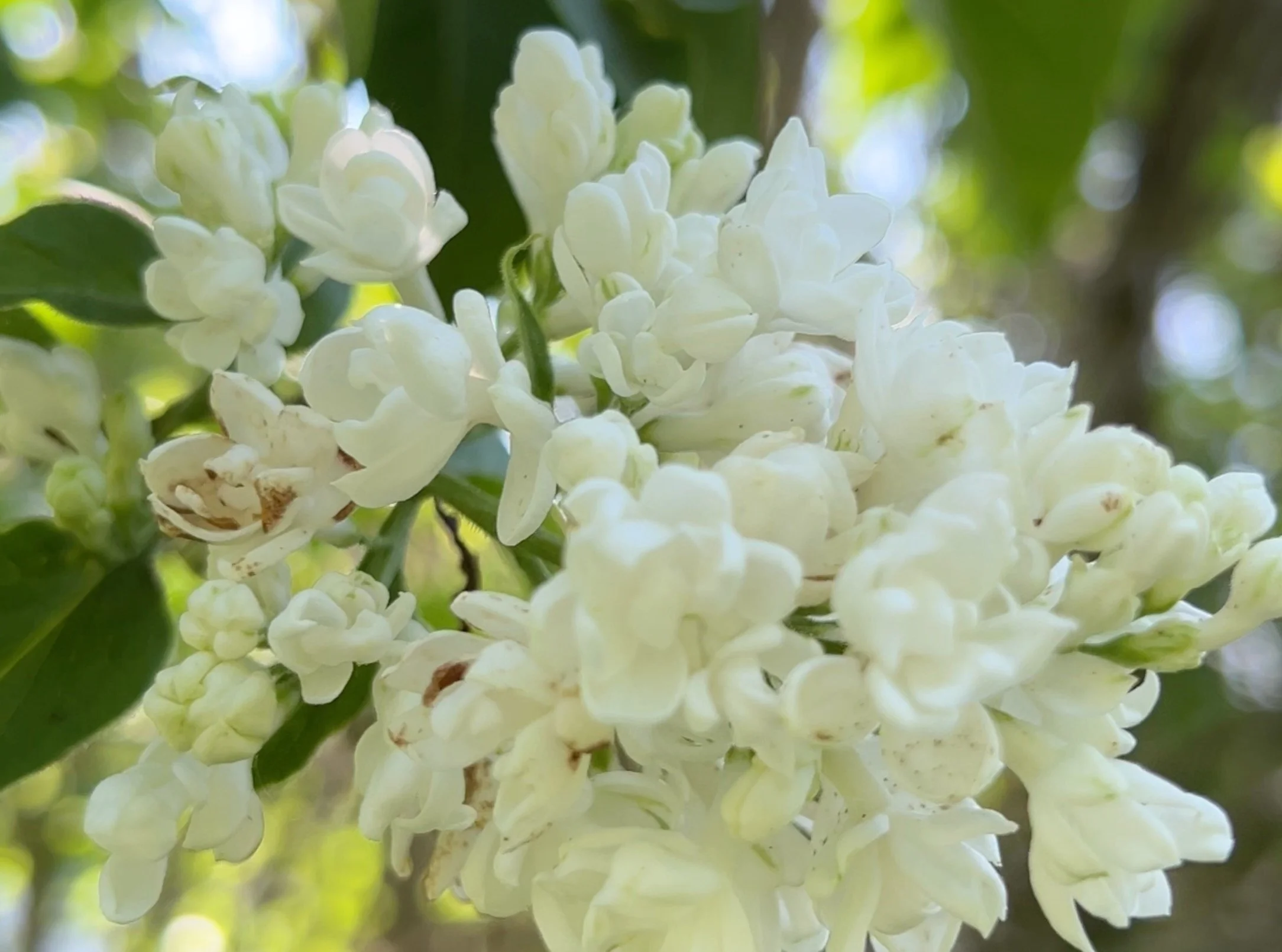 White Lilac