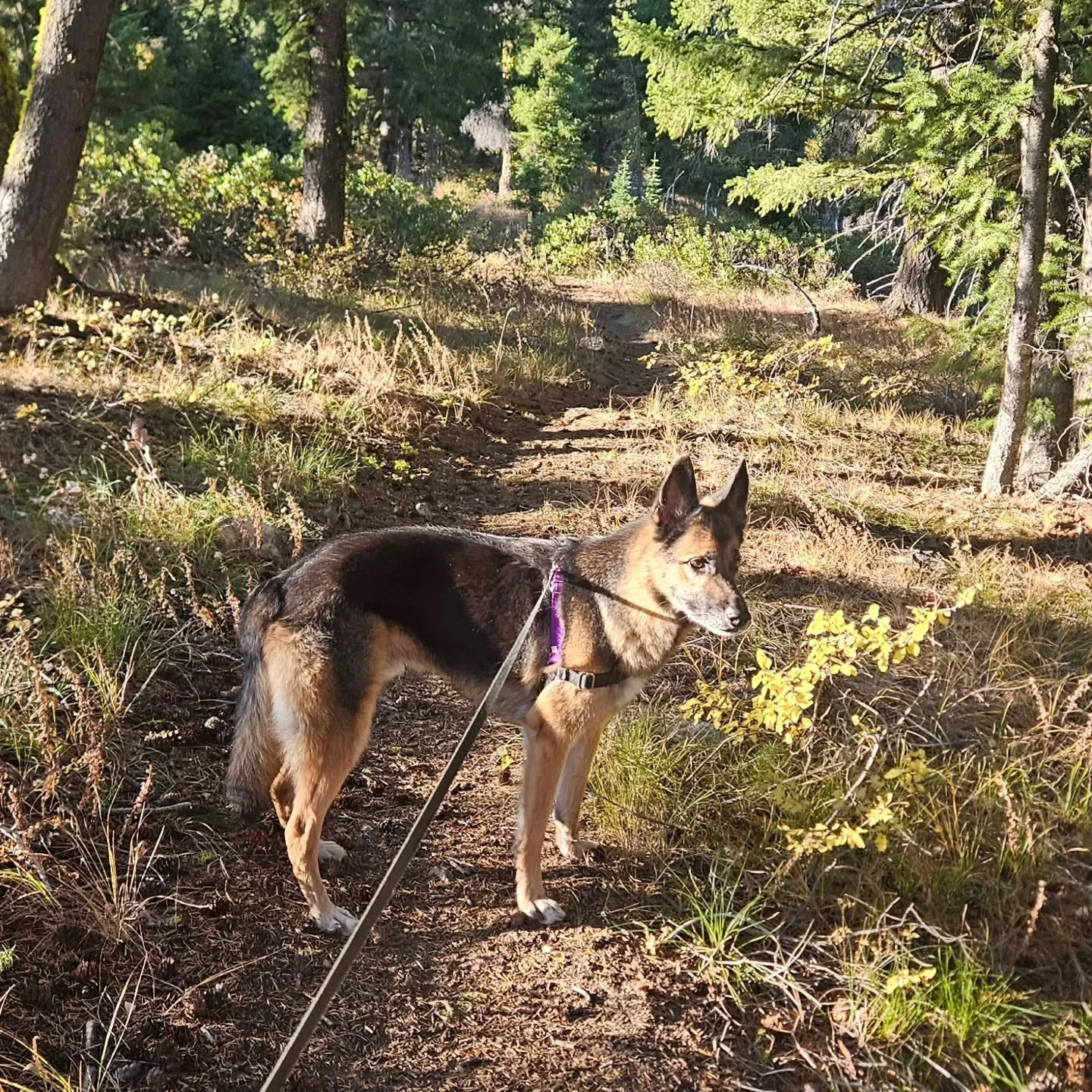 Another day to improve my conditioning! 💪🏔️ 9.26 miles, 3,500 feet of elevation gain, up to 8,100 feet, in 3 hours and 47 minutes round trip.

My two training partners came along: Duke 🐾 and my gallon water triplets. 💧💧💧 Duke keeps me moving. T