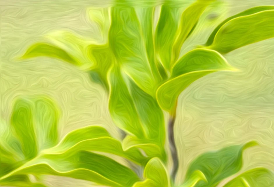 Product PLUME.jpg