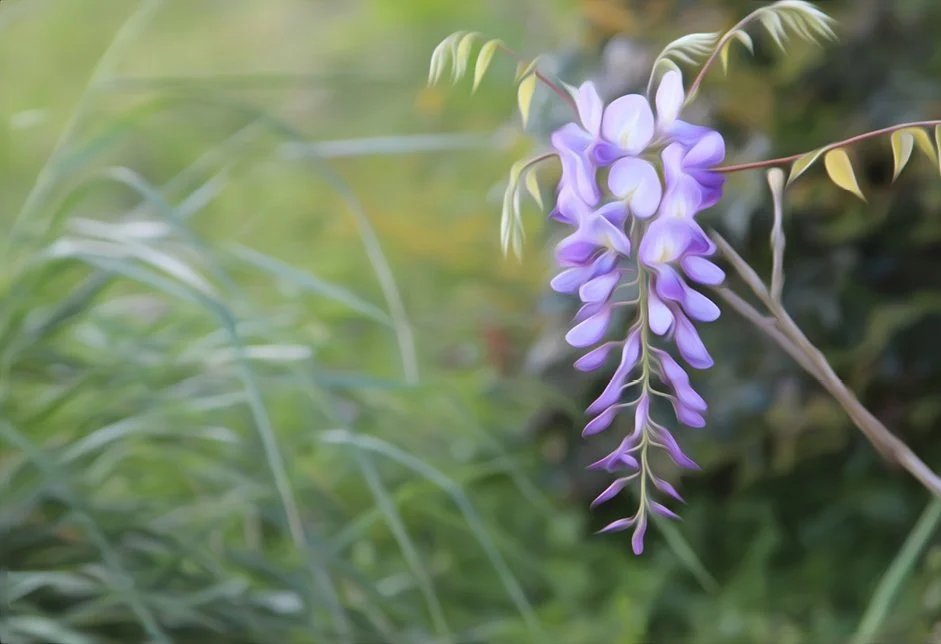 resonant-art-for-healing-wisterious.jpg