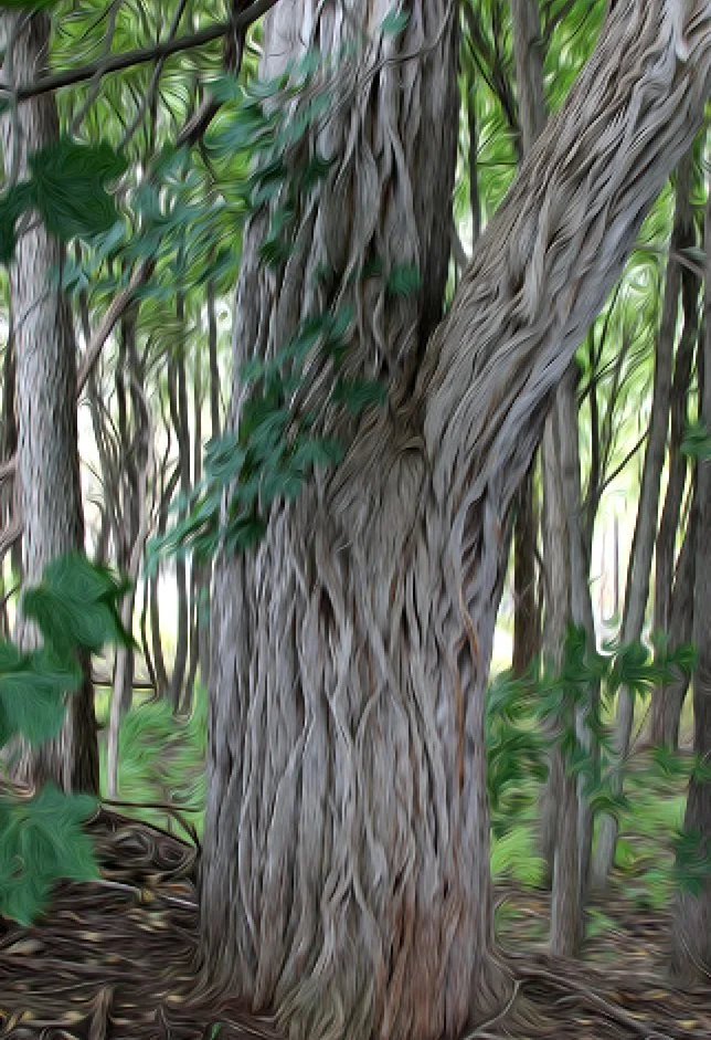 AUSABLE MAPLE. NeuroResonant Art. 873 HZ