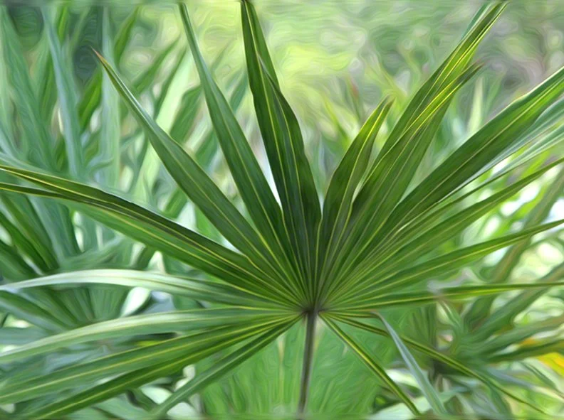 high-vibration-art-for-well-being-fronds