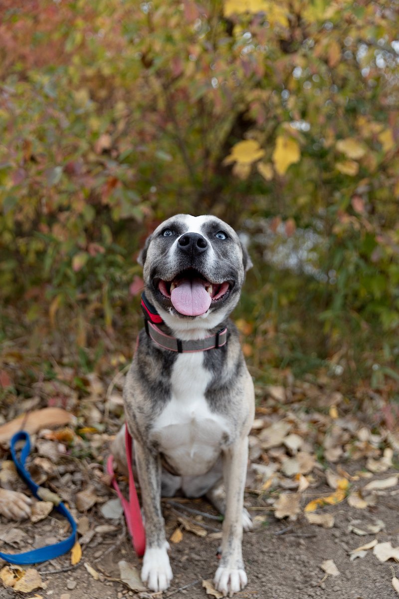Pup portrait at Fox Brook Park