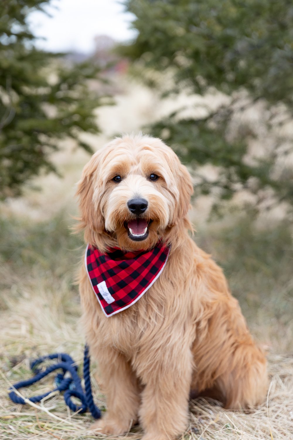 goldendoodle puppy during tree farm mini session