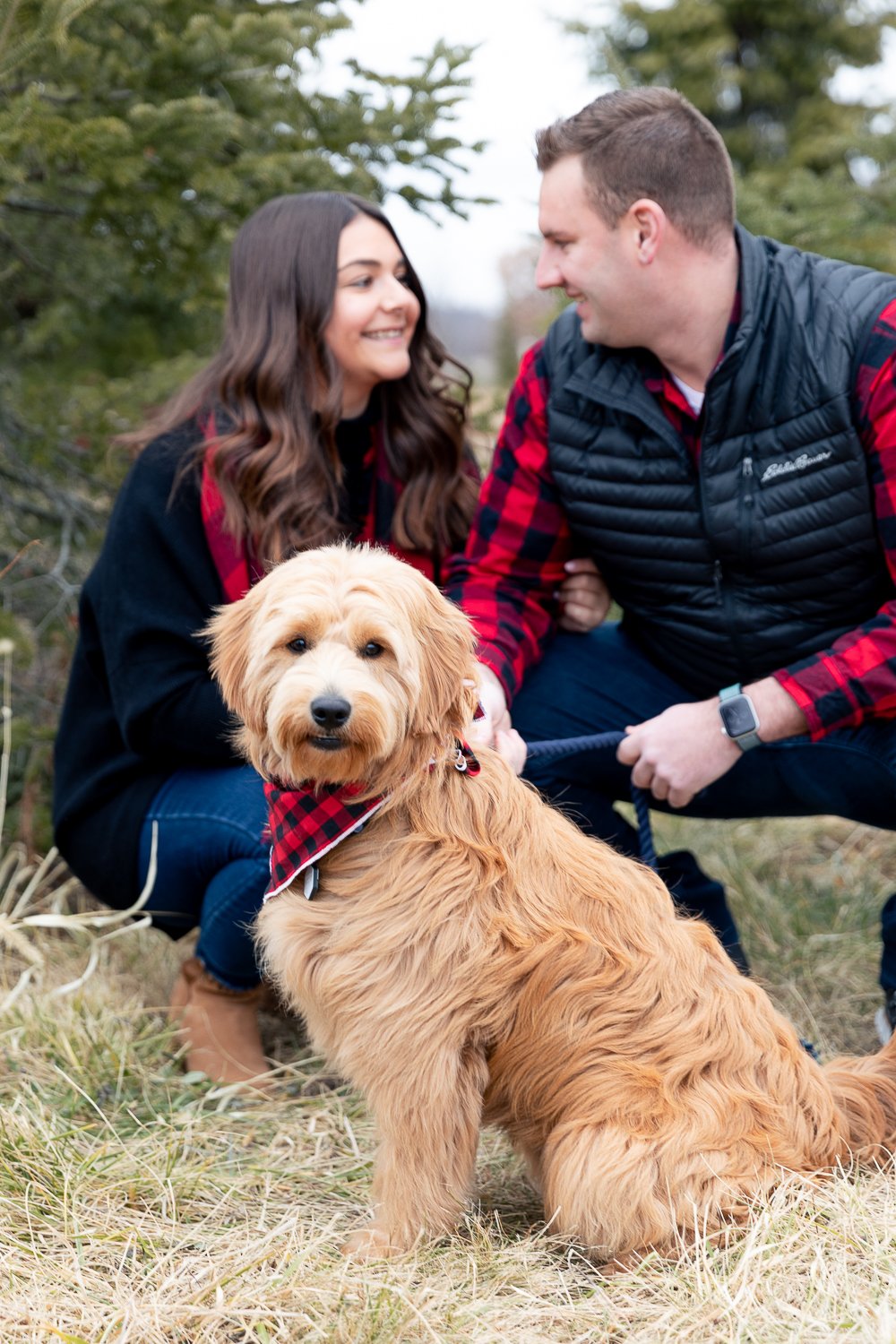 parents of golden-doodle puppy looking at each other while the puppy looks at the camera during tree farm mini session