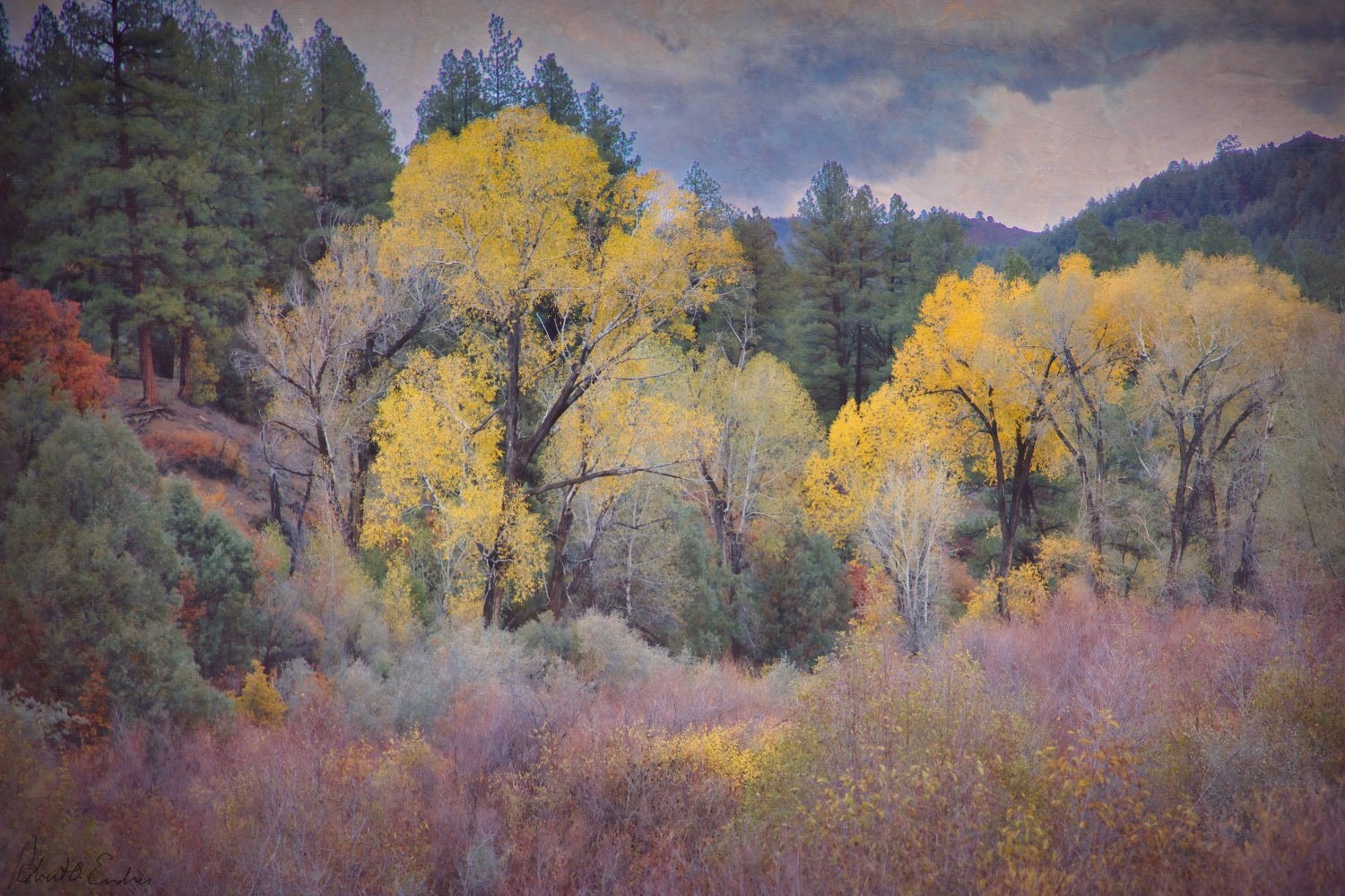 Fall Cottonwoods in the San Juan Mountains