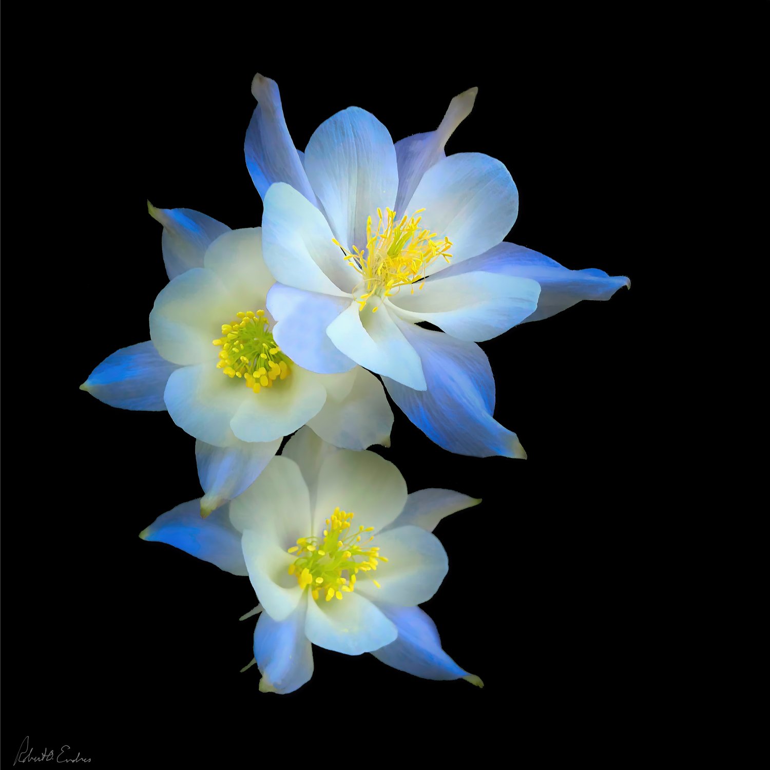 Columbines and Darkness