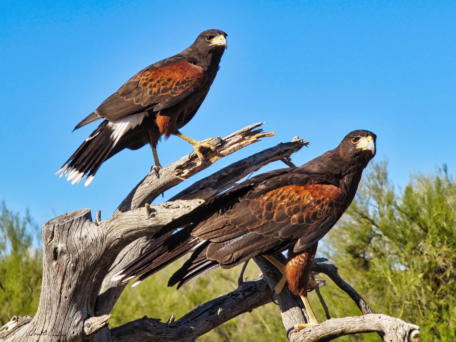 Harris’s Hawks in Sonoran Desert