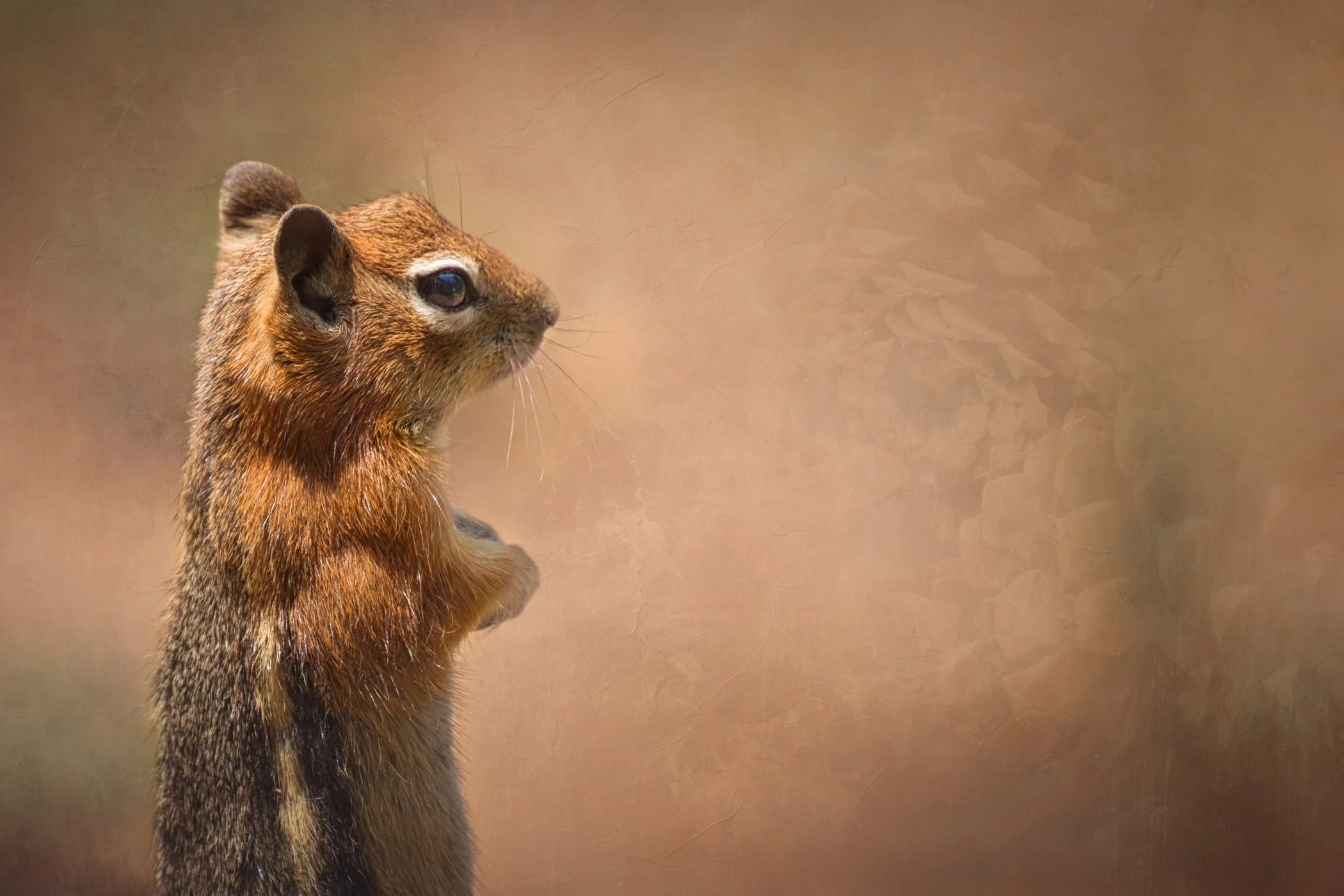 Close-up of a small brown rodent, possibly a squirrel, looking to the right with a blurred warm brown background.