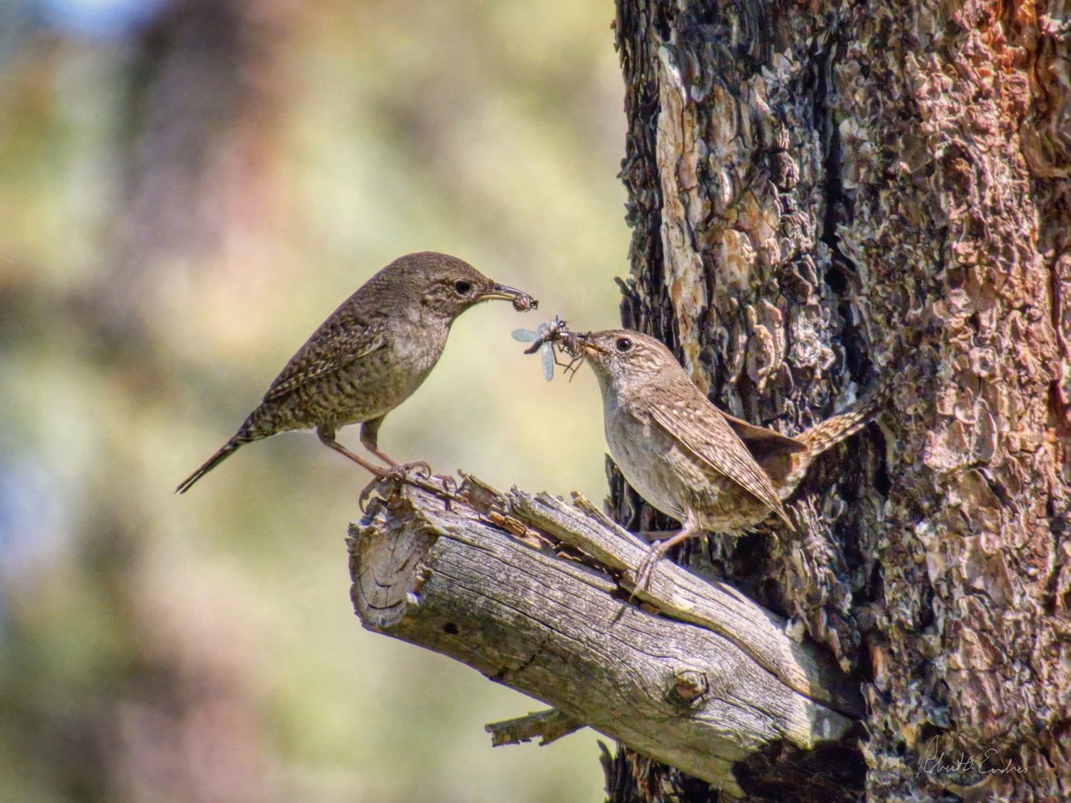 They Hatched! Now We Gotta Feed’m