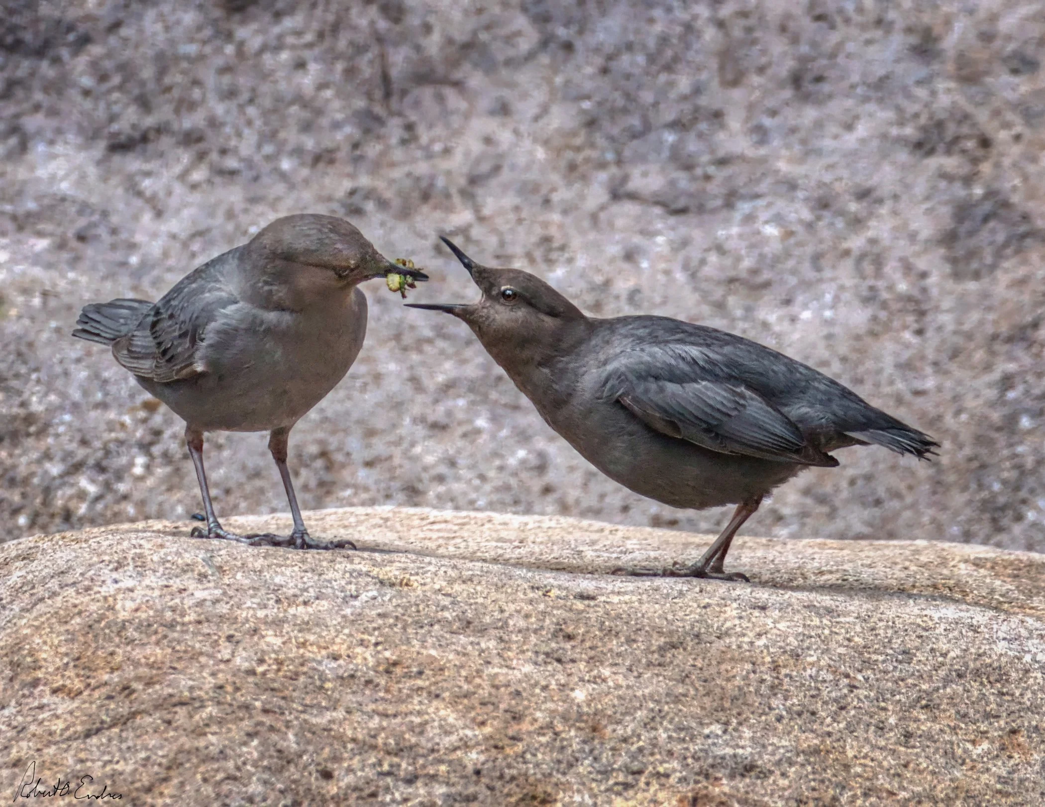 American Dipper male feeding female, West Fork San Juan River, Colorado, USA - April, 2026. Awarded on 1X.com profile.
