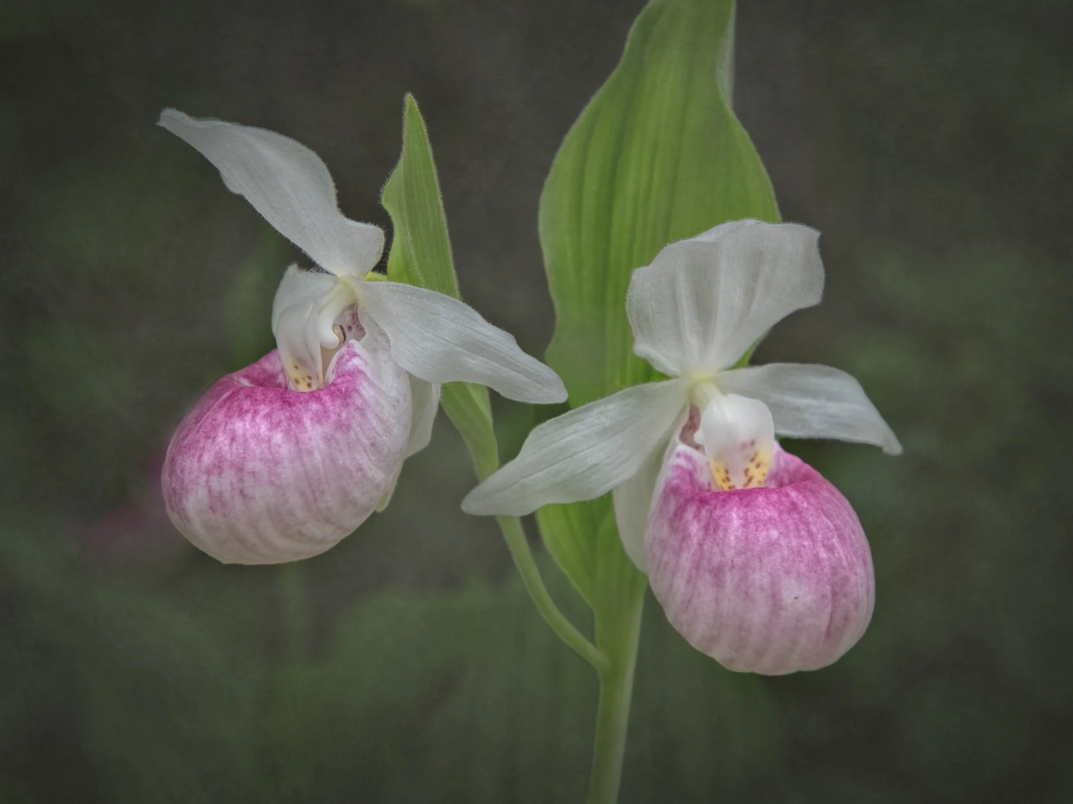 Pink Lady Slipper - June, 2025. Awarded on 1X.com profile.