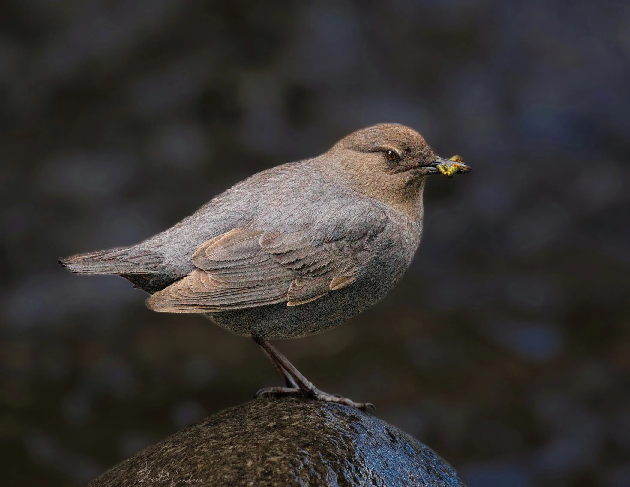 American Dipper, West Fork San Juan River, Colorado, USA - April, 2026