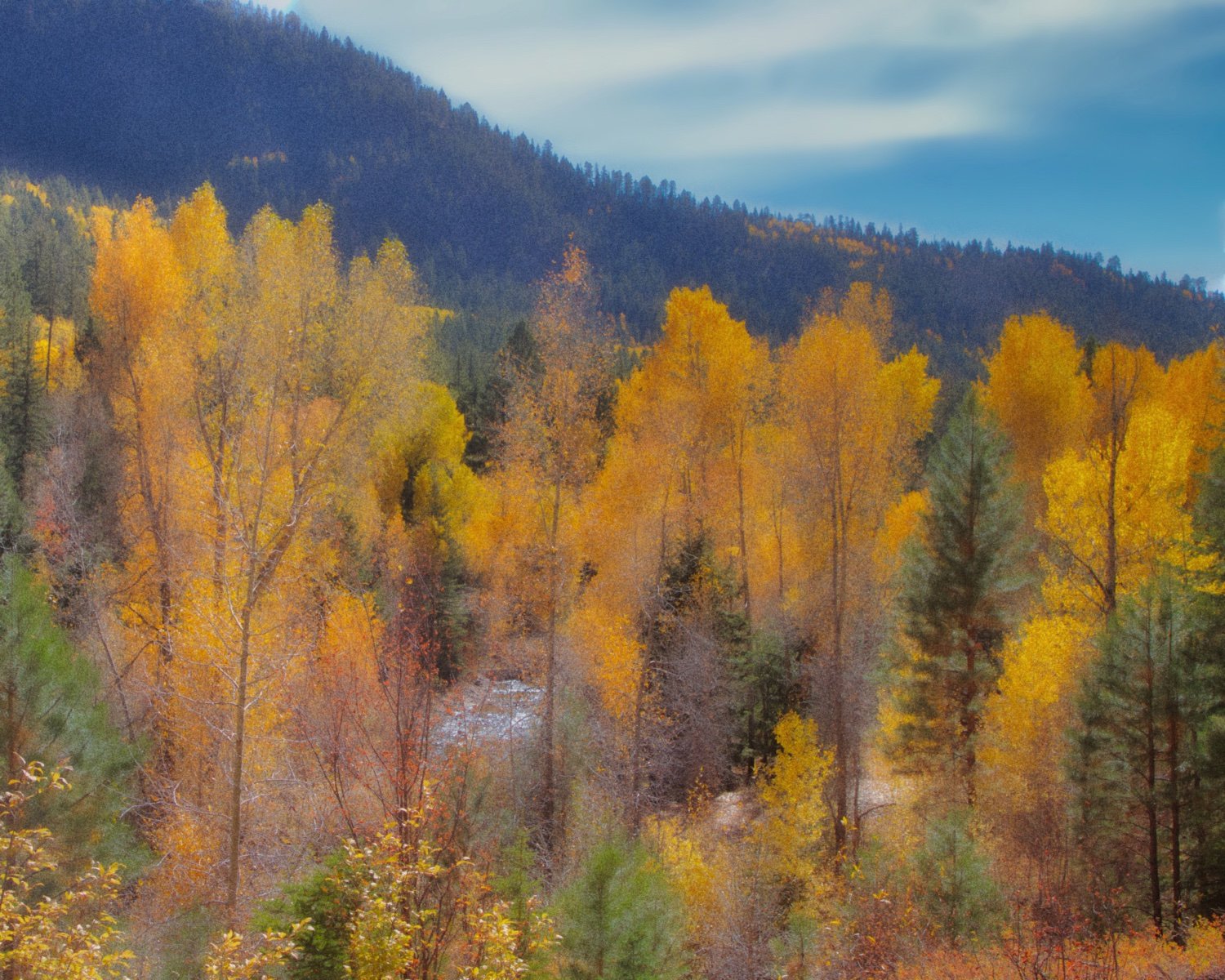 Autumn colors in Narrowleaf Cottonwoods and Aspens below Piedra Falls, northwest of Pagosa Springs.